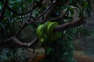 SINGAPORE ZOO (262)